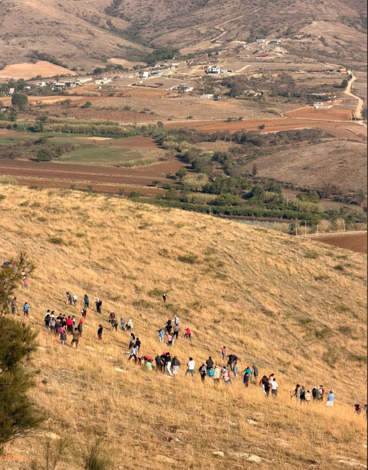 Trabajos de limpieza de cepas en el área de reforestación “Paraje Piedras Grandes”.